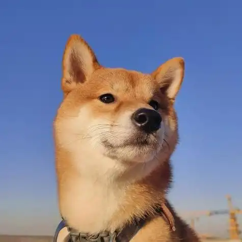 谁不想用一个帅气的修狗做头像呢