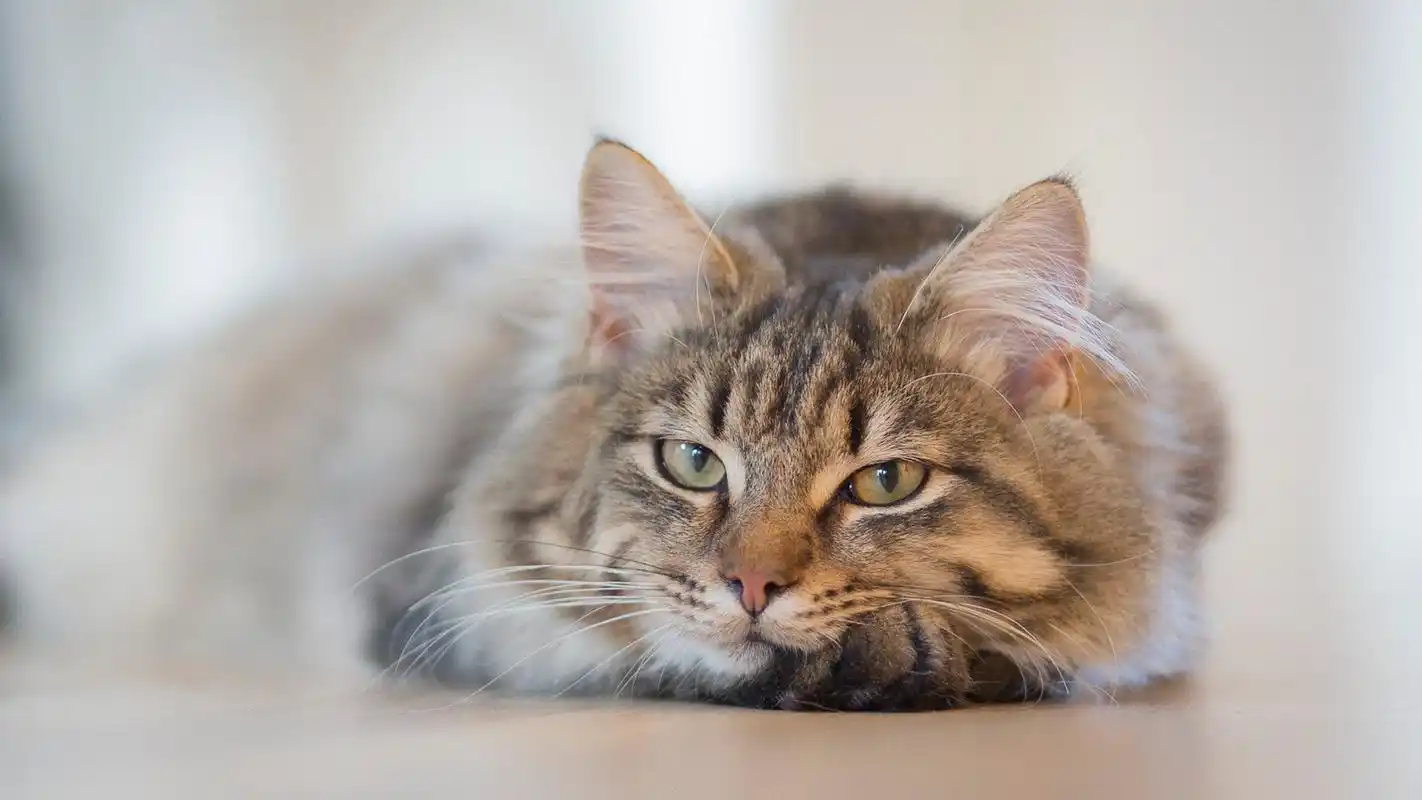 可爱的猫咪高清电脑桌面壁纸