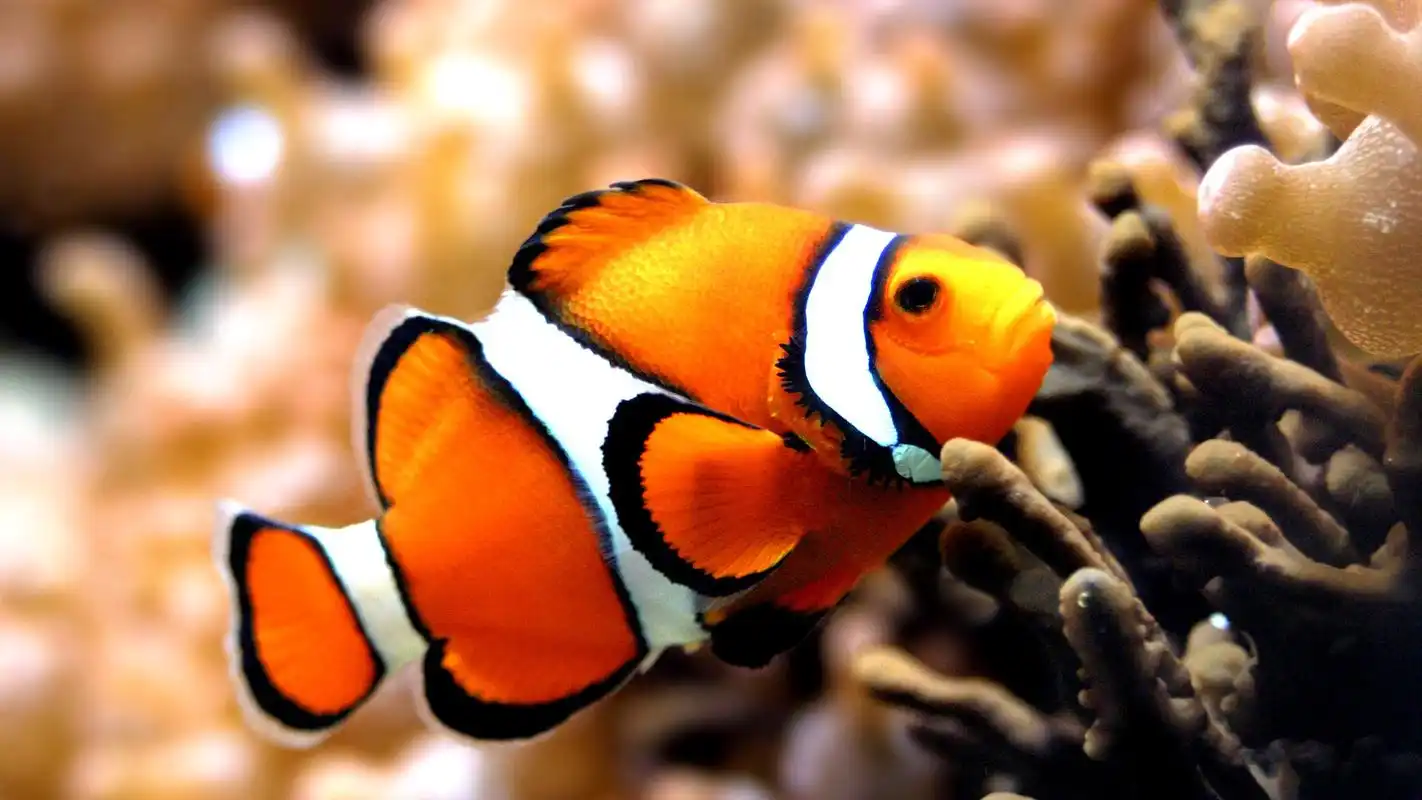 神秘梦幻的海底世界高清图片桌面壁纸 第一辑