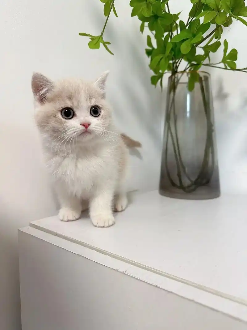 家养的英短乳白找新家了～家里的大猫生的太多了,弟弟妹妹都有哦 - 抖