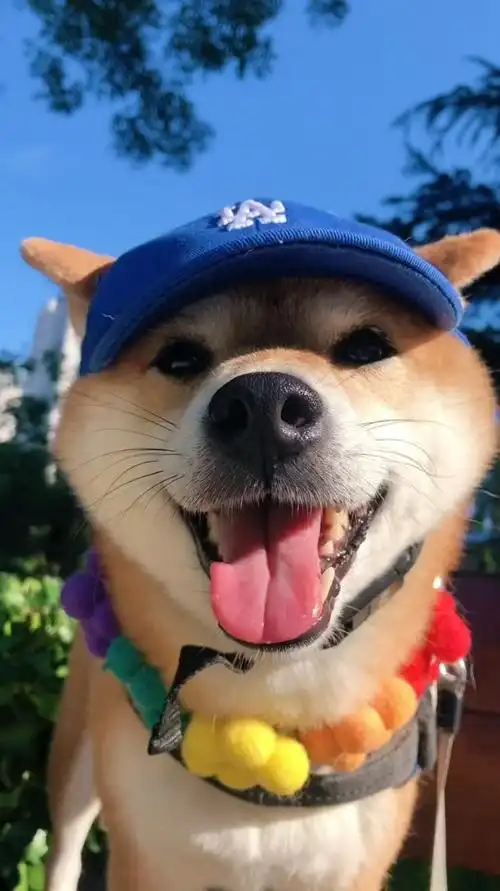 夏天来了,柴犬的治愈系笑容