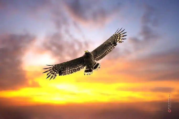 金雕展翅_生态_颇可,风中摇摆,摄影