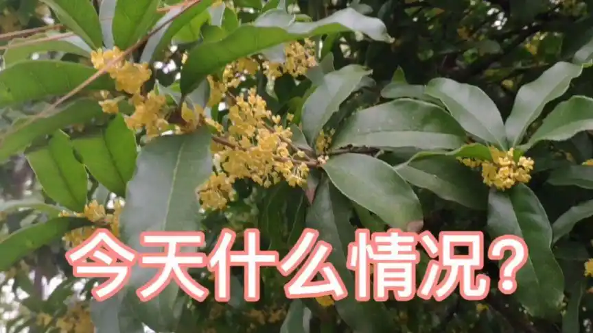 跑了一天餐饮单,个人远单一个都抢不到,出门没看黄历今天不旺我