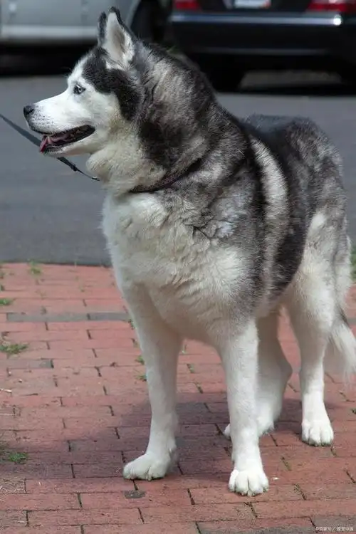 阿拉斯加雪橇犬的性格