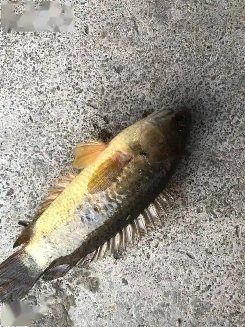 气温回升广西一河沟里巴毛鱼大量繁殖老乡这鱼没人吃