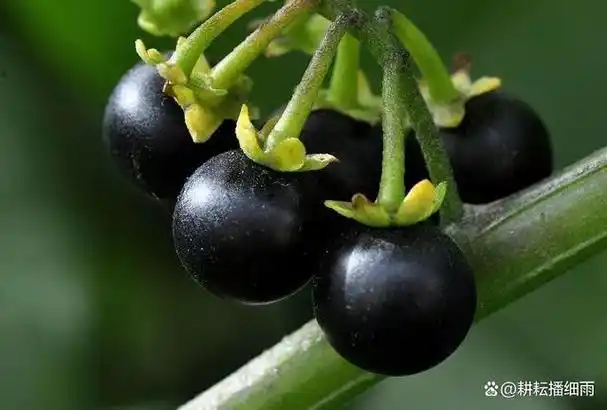 野山茄子确为珍,养生疗效赛土参