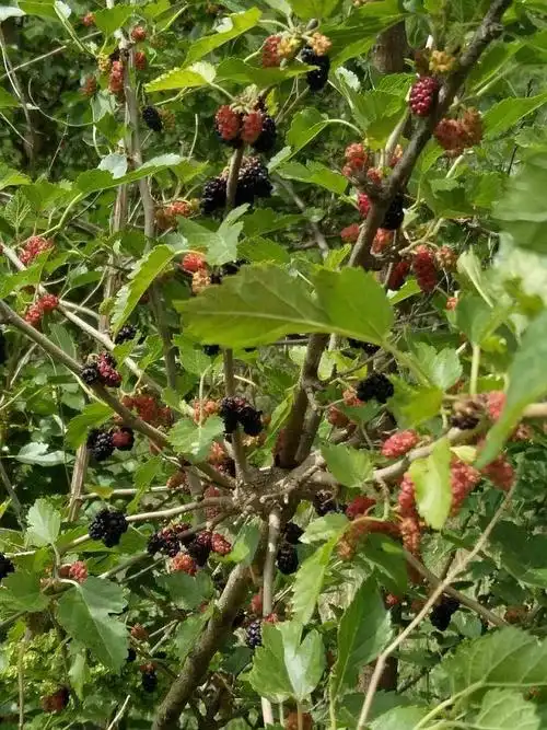 第153期【野桑葚采摘】户外活动-在线订票-互动吧