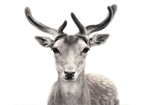 彩铅手绘梅花鹿