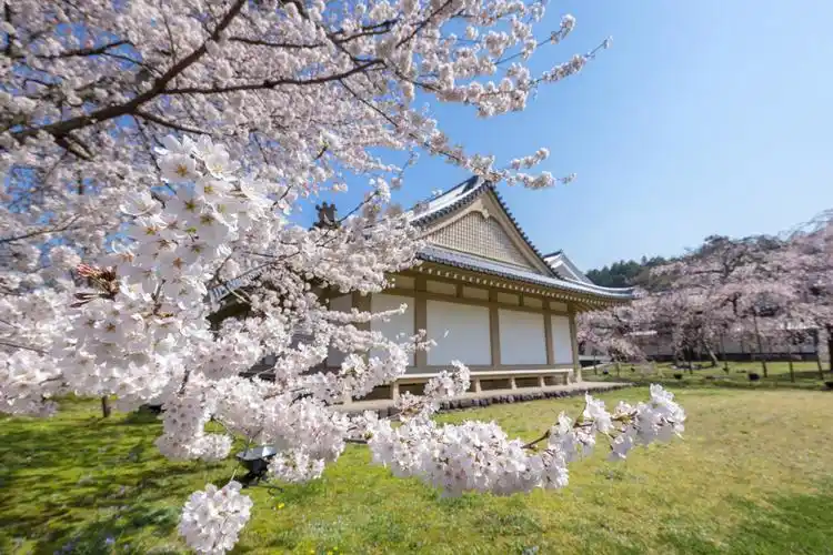 桃花古典房屋草地图片