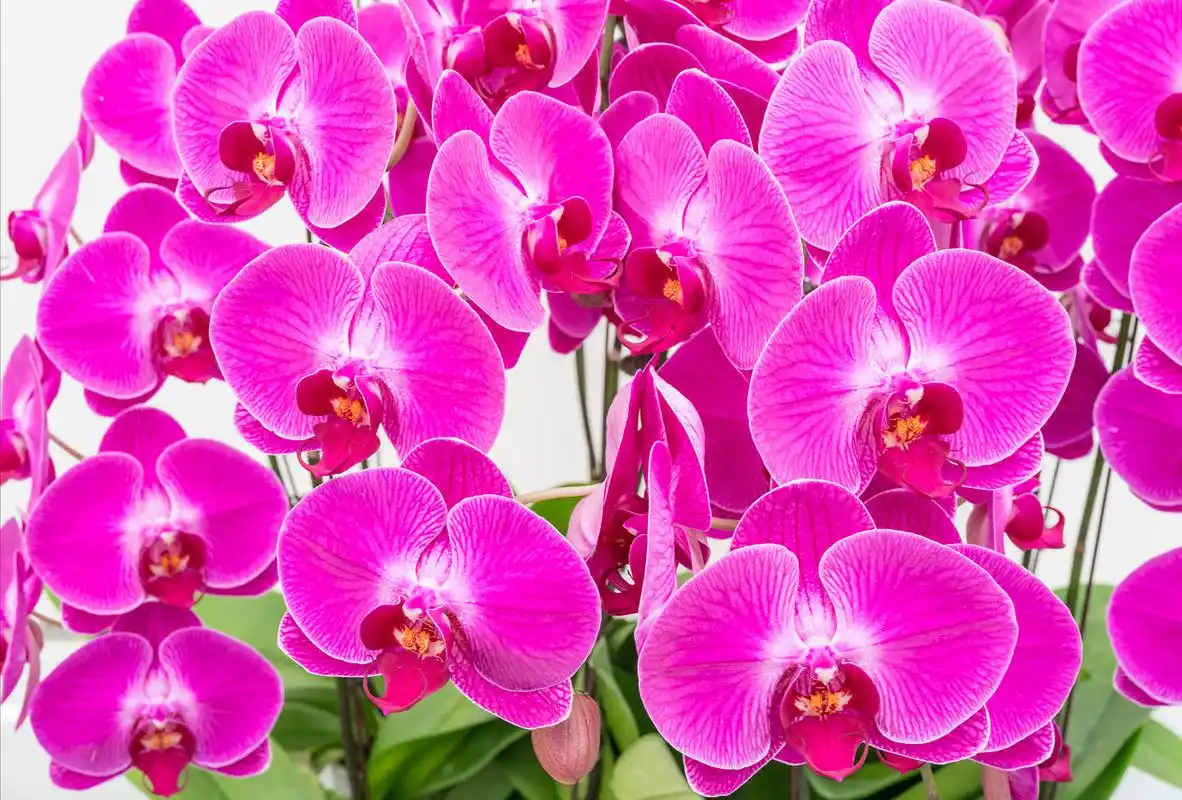 5种"好运花",适合家里养,美丽吉祥,"聚财"又旺家