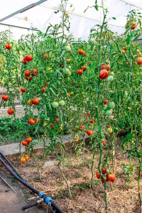 园艺西红柿.长在树枝上的成熟西红柿照片-正版商用图片2jb3s7-摄图新