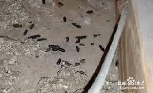 也同样是蝙蝠粪便.