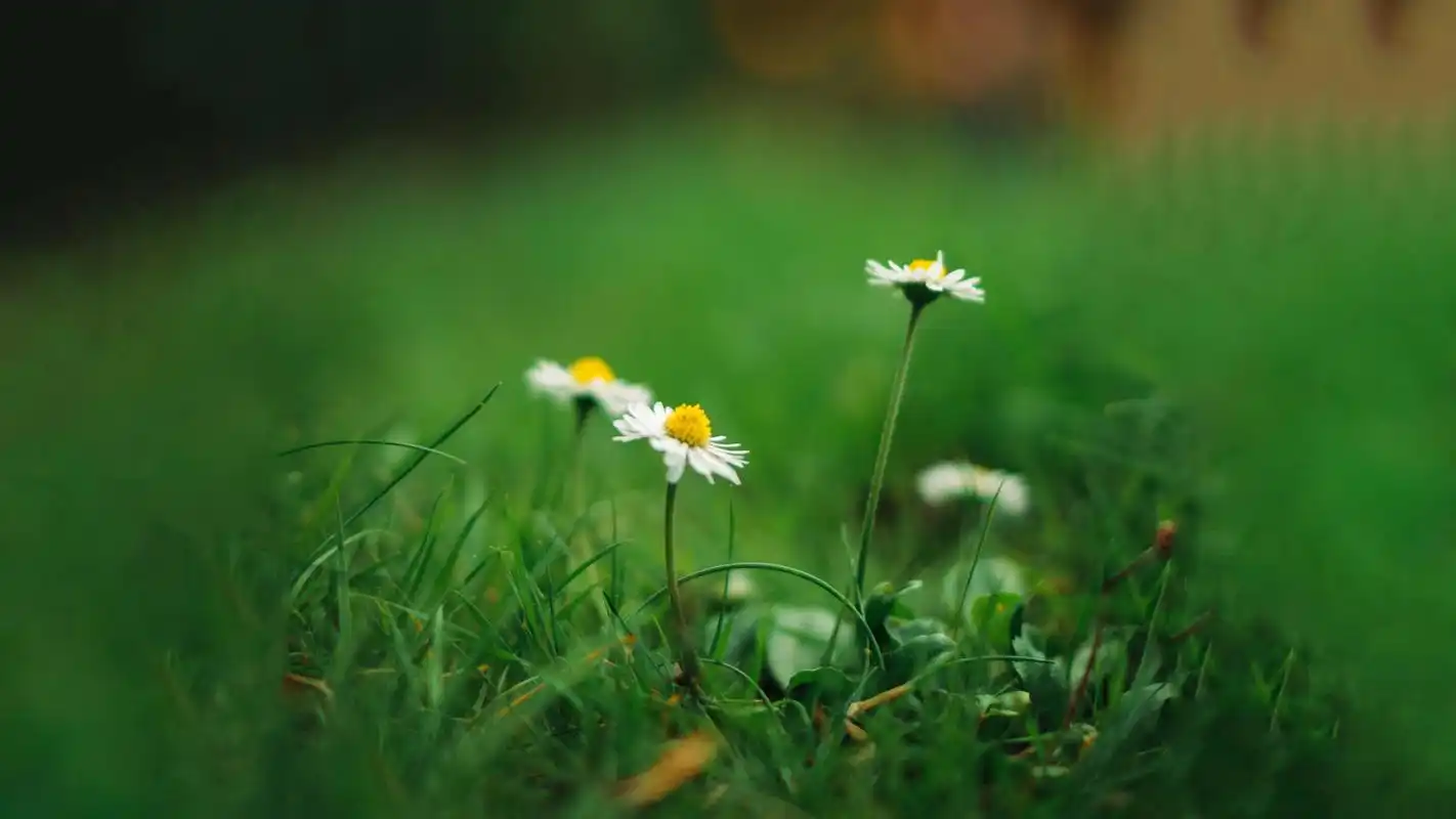 小清新绿色护眼花卉植物高清图片壁纸