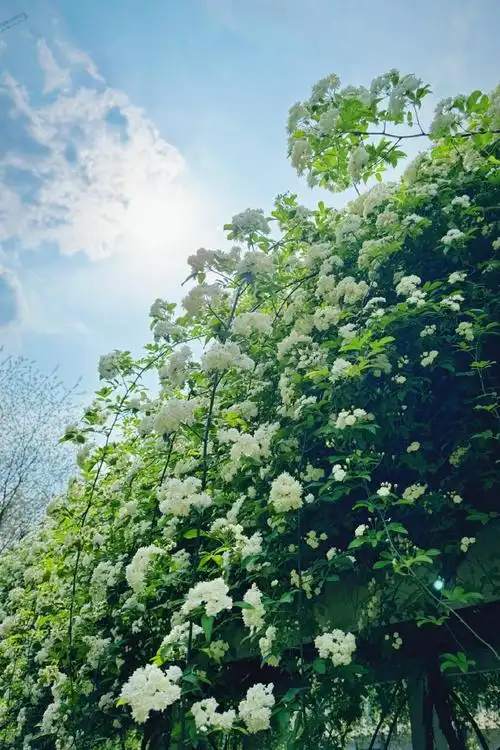 七里香很有夏天的感觉##带着微博去旅行##春游季