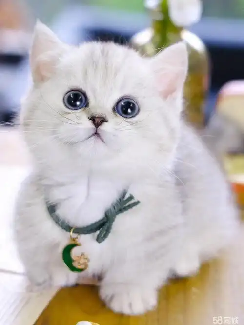 【58同城】牛杜布偶猫价格_多少钱一只|牛杜500元以下布偶猫图片|布偶