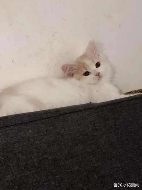 可爱的小猫#英短乳白