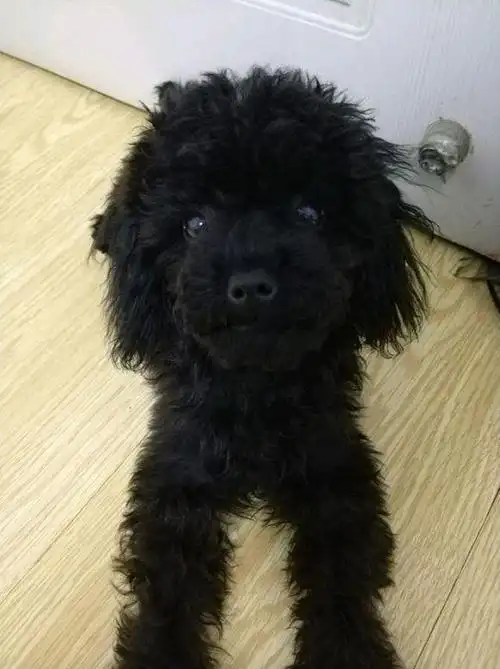 在地摊50元买了只黑泰迪喂养五个月网友直呼我赚了