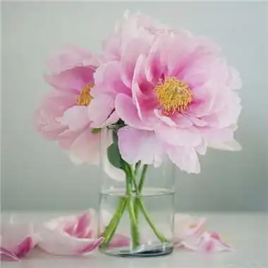 唯美有意境的牡丹花头像图片大全2021梦要自己扛泪要自己尝