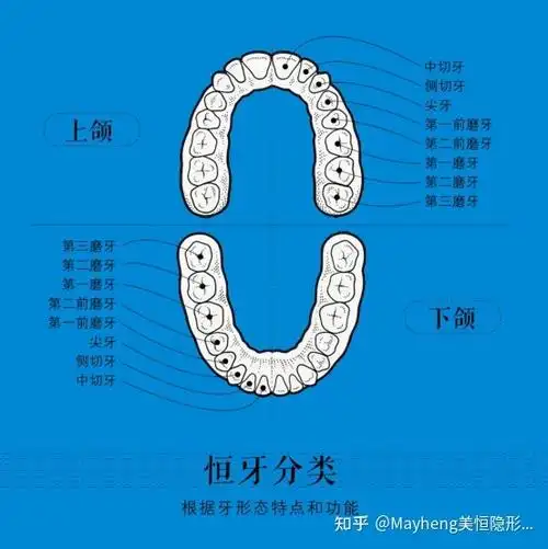 第二磨牙等,第一磨牙是恒牙从中线开始数第六颗牙,第二磨牙是第一磨牙