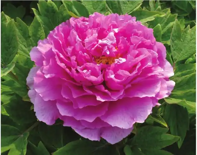 鲁菏红-菏泽牡丹商品品种-图片