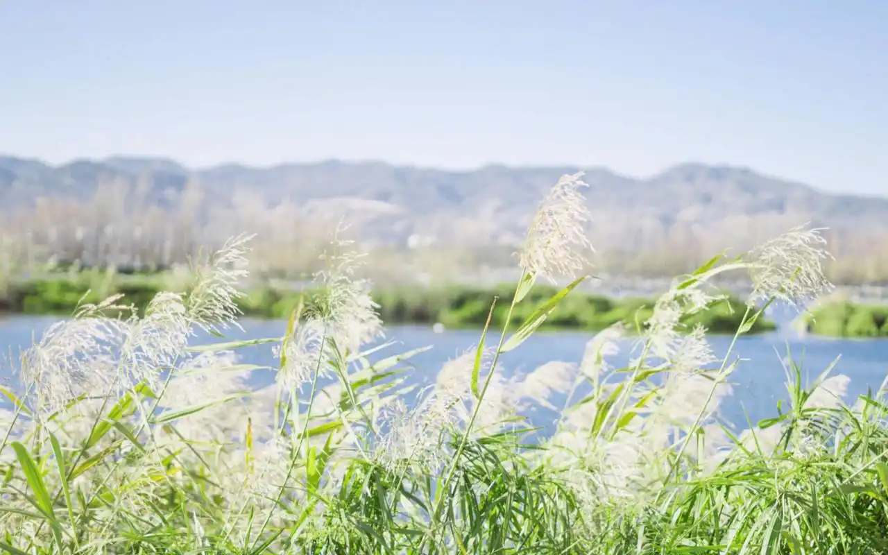 绿色小清新户外摄影高清电脑桌面壁纸