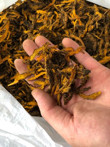 采林四川黄莲500g黄连鸡爪莲根黄莲非新鲜特级中药材峨嵋产区