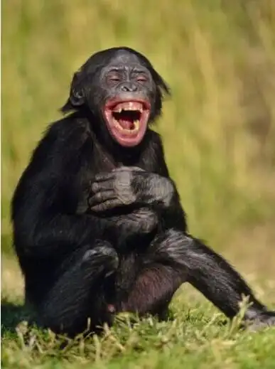 关于笑的成语 捧腹大笑