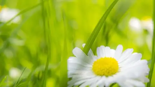 【资源组】绿色小清新 护眼壁纸