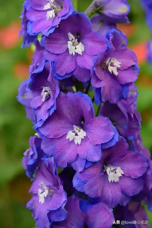 盘点130种紫色的花(你喜欢哪一款呢)