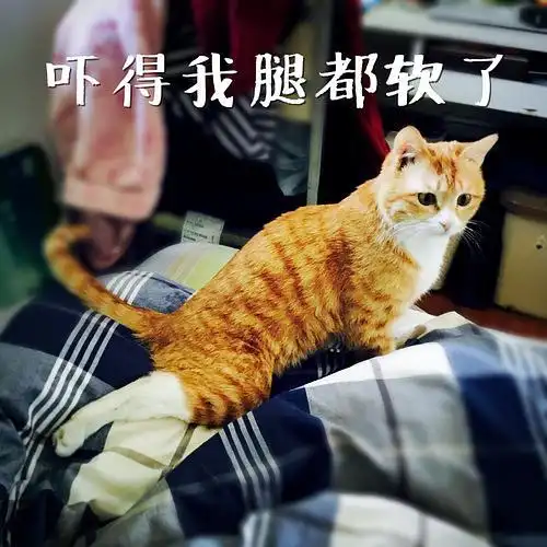 【又更新了】我给我家猫做了套表情包,我感觉它要火了(*.∀.)