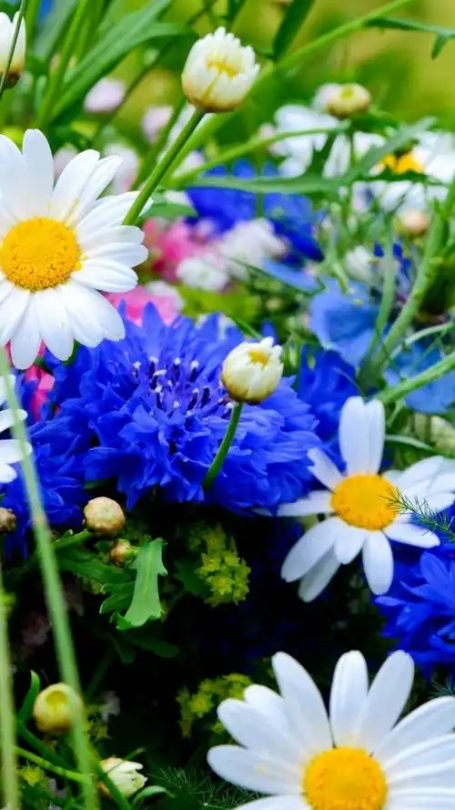 夏季花卉壁纸壁纸,高清图片,壁纸,自然风景-桌面城市