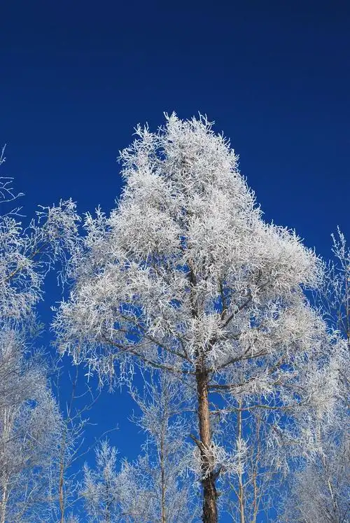 白雪染松林·五峰山风景《二》