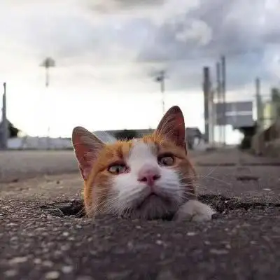 呆萌小奶猫头像大全