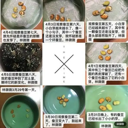 小蚕豆的大变身日记最新