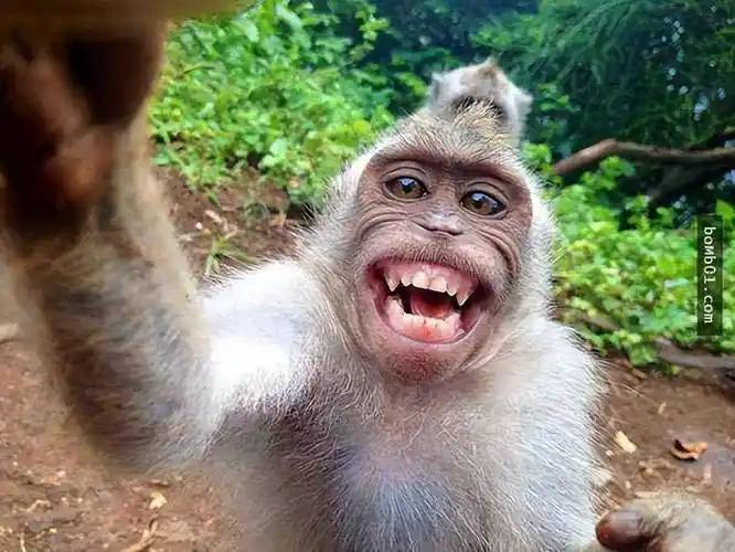 微笑的历史与权利_牙齿_威胁_表情