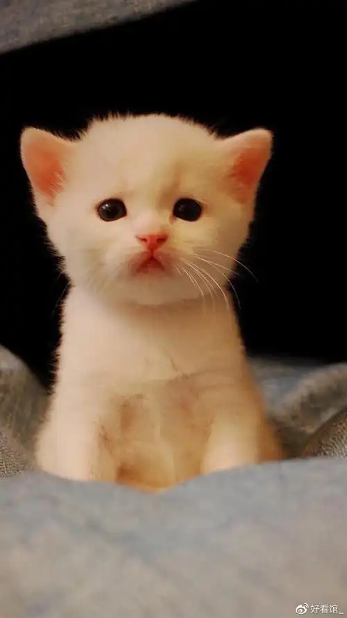 猫咪壁纸图片高清少女心猫咪壁纸图片高清手机壁纸