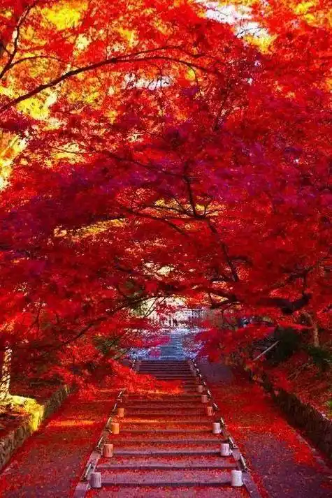 秋天红叶美景图