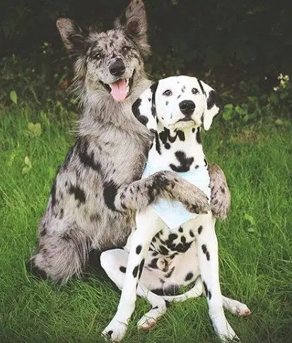 这两只狗狗的搭配看起来十分情侣,铲屎官:它们只是好朋友 .