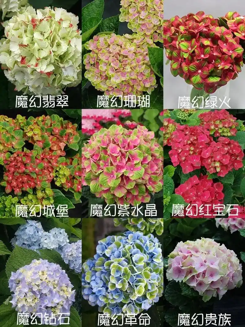 绣球花的品种大全#绣球 #绣球花 #家庭绿植 #农业种植 # - 抖音