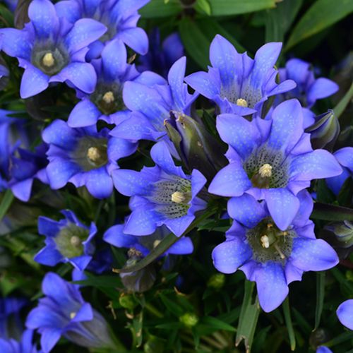 小园丁的夏日时光 龙胆花盆栽 庭院阳台多年生好养蓝色开花植物