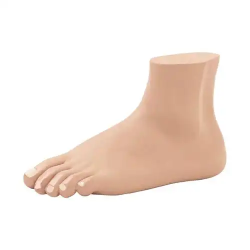 海医正常足解剖模型弓形足模型医学教学模型展示教学全科医生