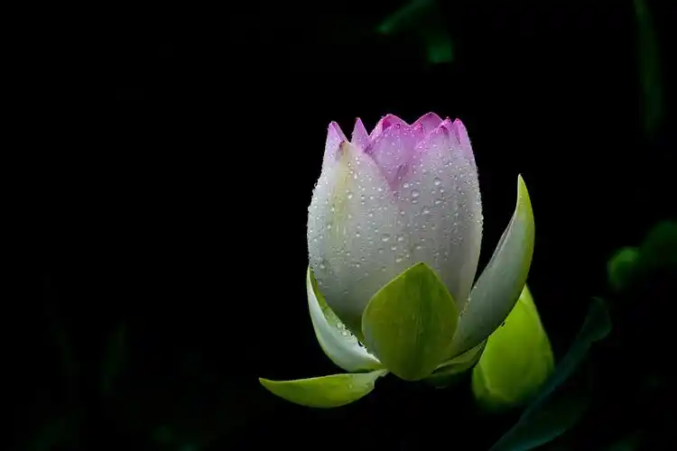 香远益清.2021荷花依旧,如期绽放. - 灵光峰 - 图虫