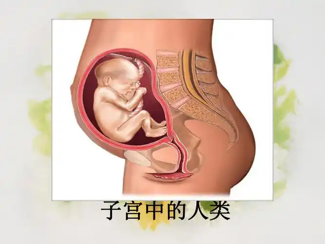 人教版七下第四单元第一章第2节人的生殖课件24张ppt