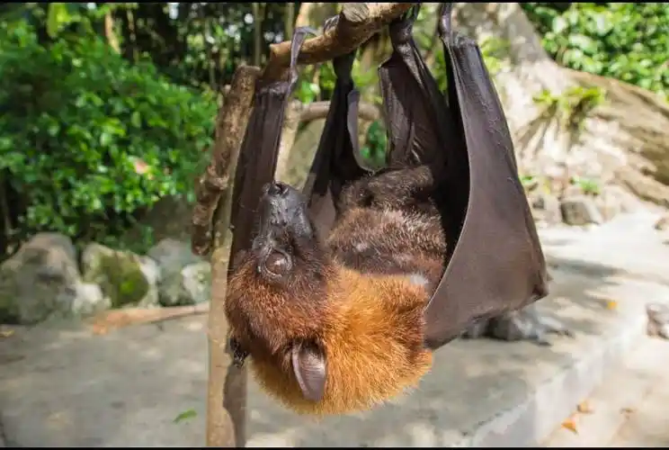 【疫情深思】蝙蝠给人类的一封信