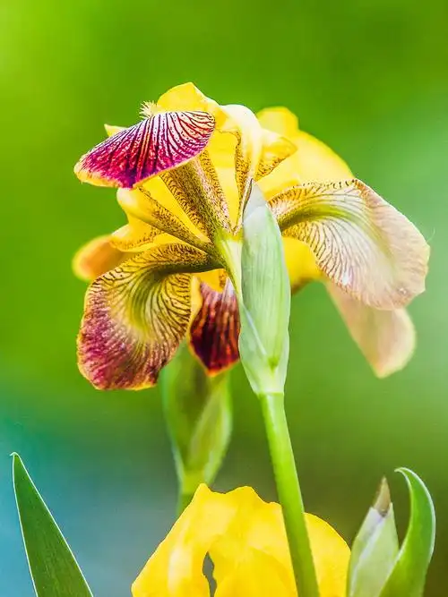 鸢尾花,宁静而浪漫