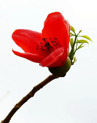 英雄礼赞——木棉花