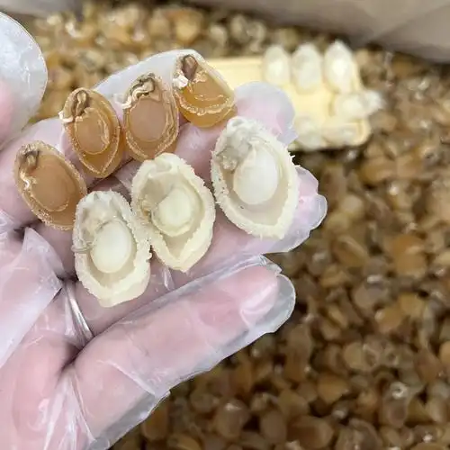 鲍鱼干批发一斤大连干鲍鱼即食海鲜海产品干货佛条墙小鲍鱼干500g