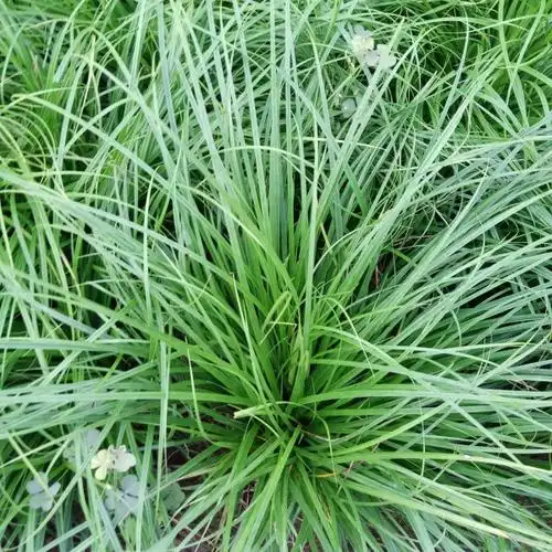 北京青绿苔草涝峪苔草