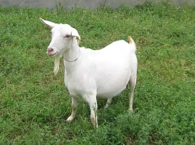 原生态正宗习水农家土羊 - 美篇