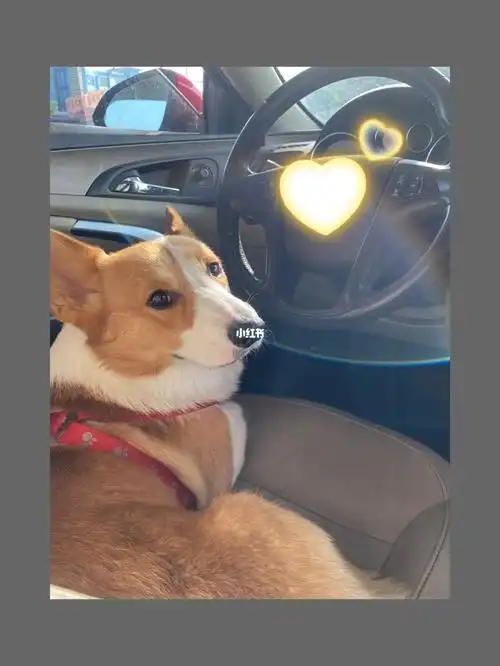 狗狗  #柯基  #宠物  #动物高质量日常